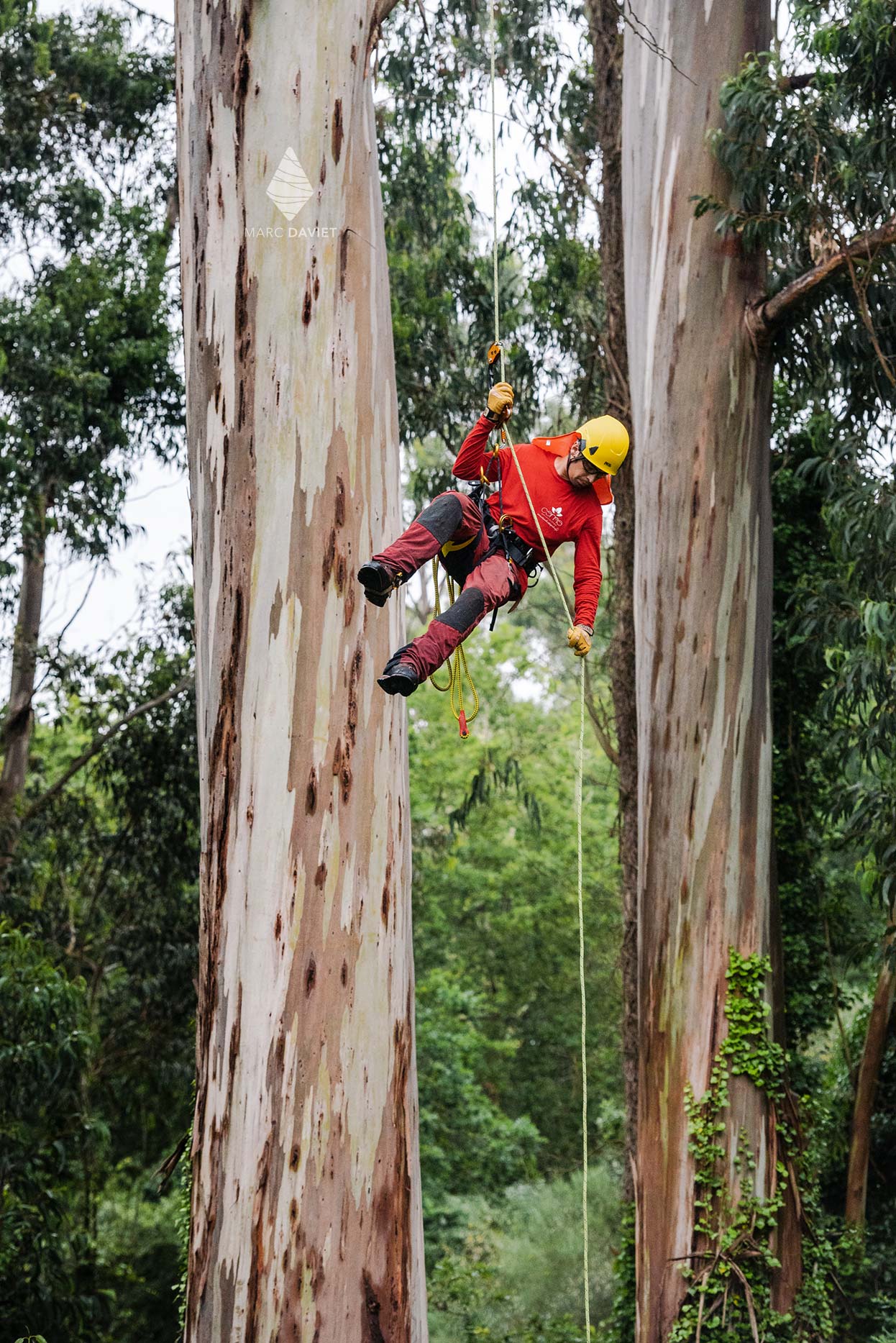 Abseil in a tree