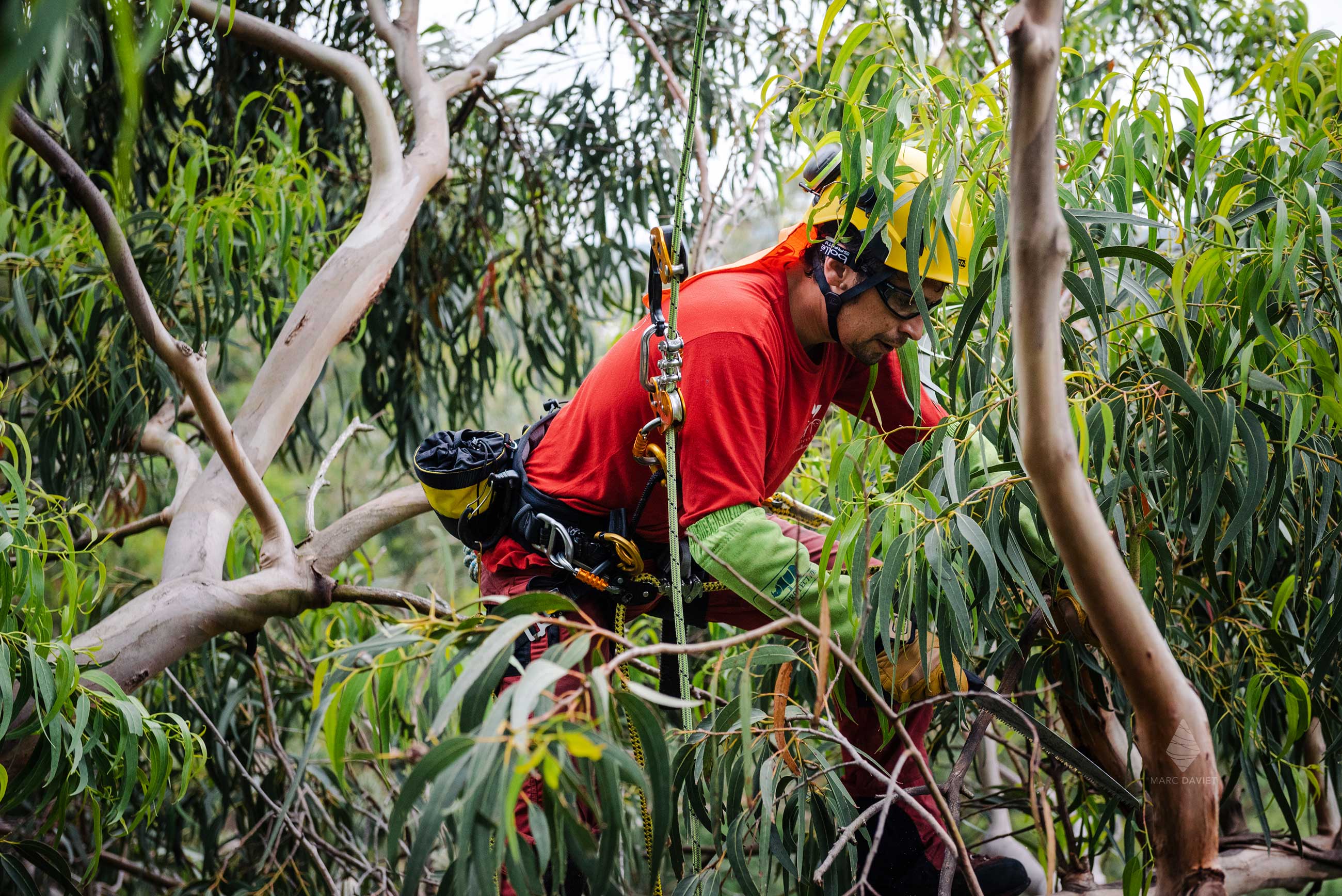 Eucalyptus Tree Care