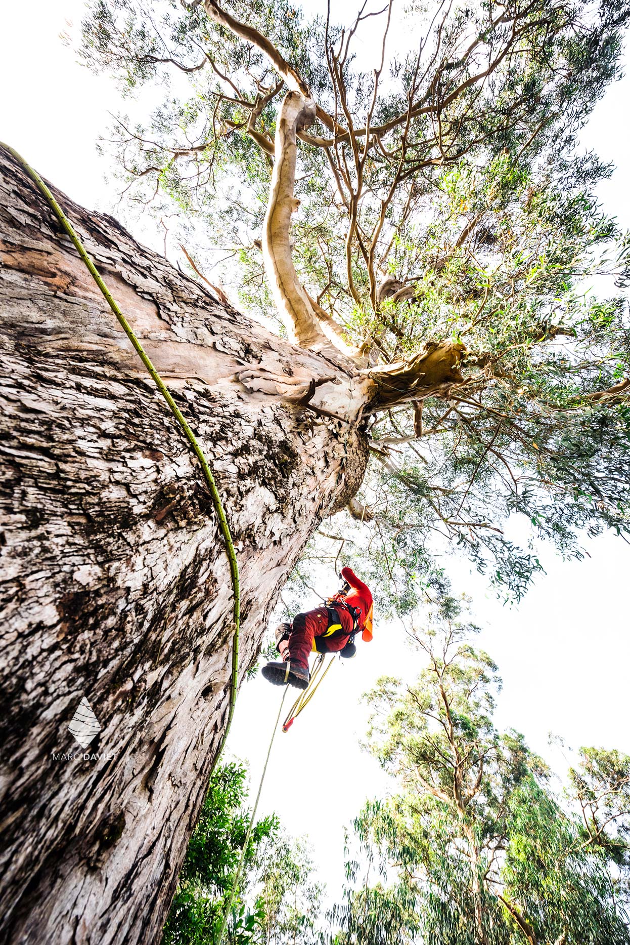 Tree care rope access