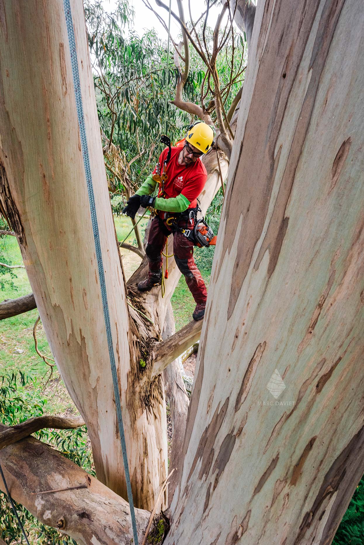 Arborist in Eucalyptus